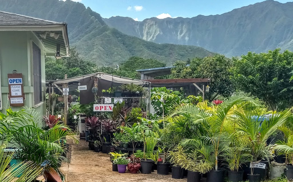 Paulas Plants and Projects | 47 120 Okana Rd, Kaneohe, HI 96744, USA | Phone: (808) 209-3412