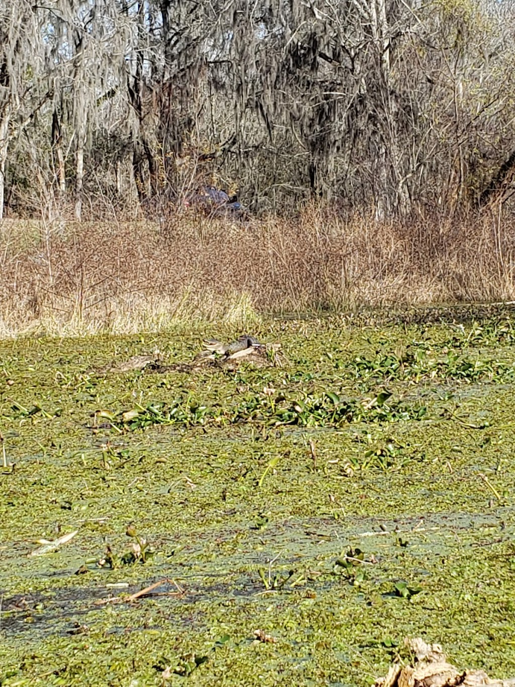 Acadian Swamp Tours | 66270 Spur 75, Plaquemine, LA 70764, USA | Phone: (225) 247-4156