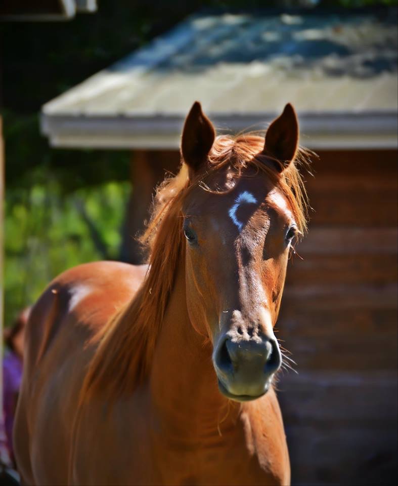 Russell Equine Sports Medicine | 29319 Hadlock Dr, Zephyrhills, FL 33544 | Phone: (813) 690-5596