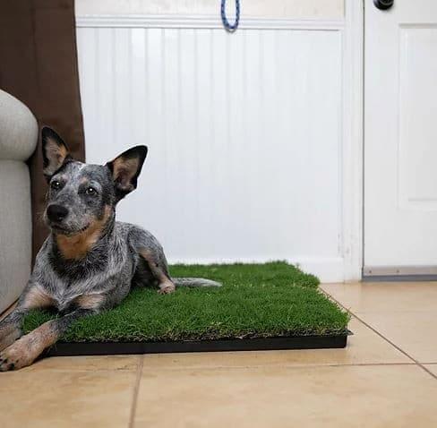 Gotta Go Grass | 8780 Bethel Farms Rd, Arcadia, FL 34266, USA | Phone: (866) 288-3820