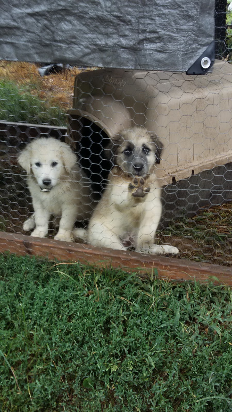 Eureka Veterinary Clinic | 1415 W 5th St, Eureka, MO 63025, USA | Phone: (636) 938-5070