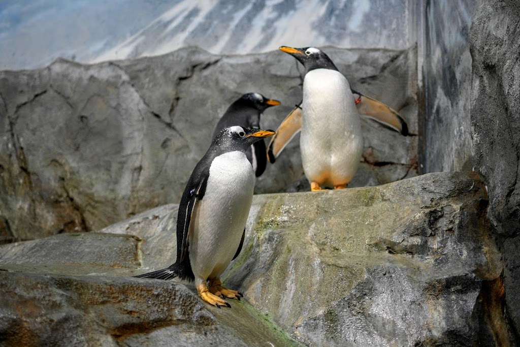 Tennessee Aquarium | 1 Broad St, Chattanooga, TN 37402, USA | Phone: (423) 265-0695