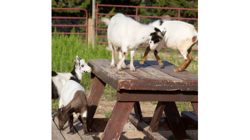 Sixshooter Farms | 13922 Lone Rider Trail, Austin, TX 78738, USA | Phone: (601) 480-7915