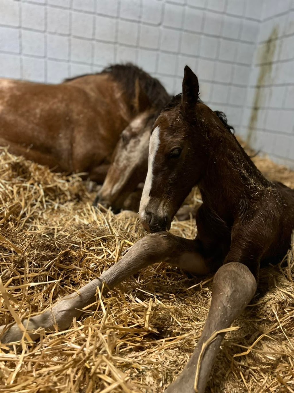 Arizona Equine Medical & Surgical Centre | 1685 S Gilbert Rd, Gilbert, AZ 85295, USA | Phone: (480) 962-6660