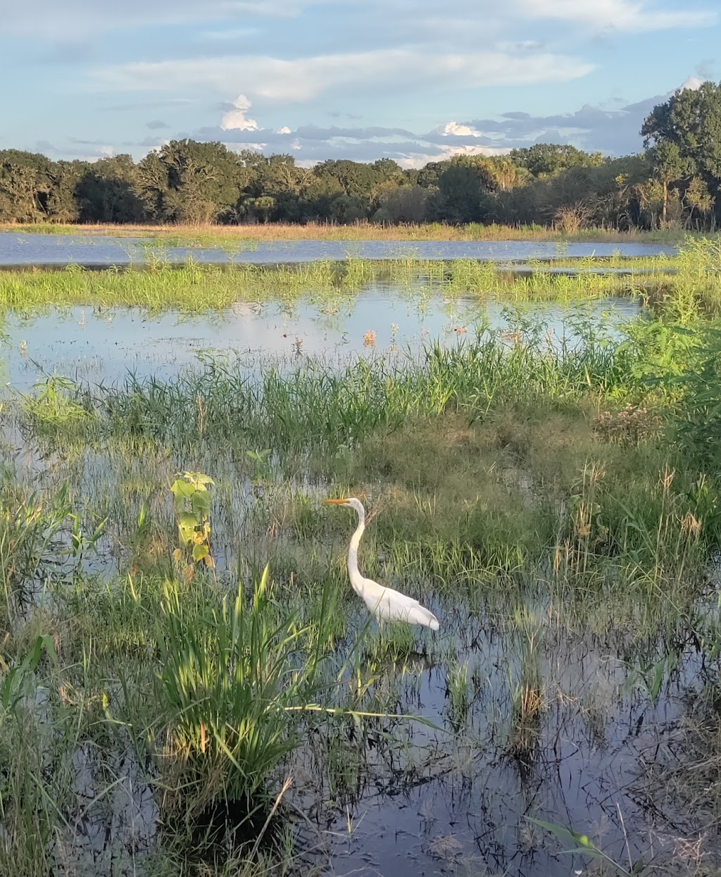 Myakka River State Park Birdwalk | Myakka State Park Rd, Sarasota, FL 34240, USA | Phone: (941) 361-6511