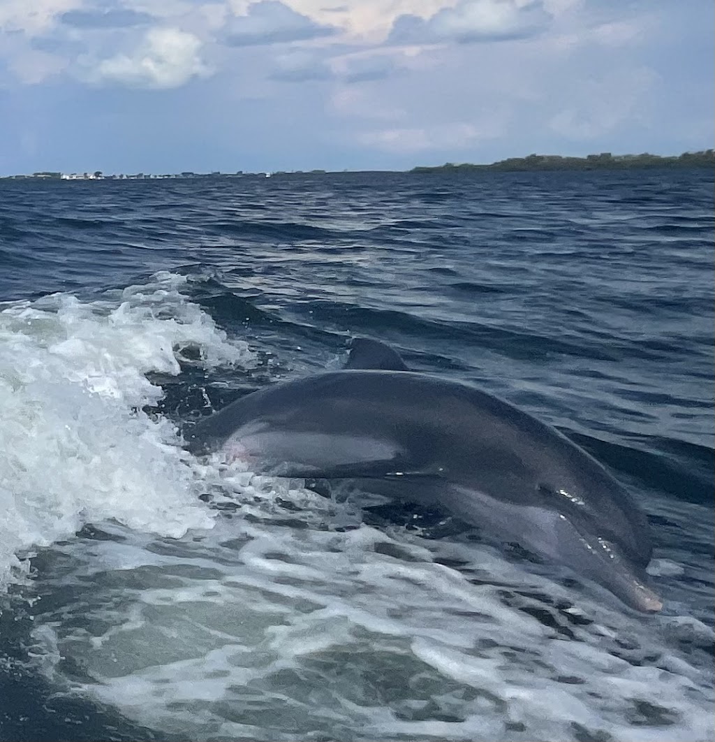 Passage Key Dolphin Tours | 1465 Gulf Dr S, Bradenton Beach, FL 34217, USA | Phone: (941) 702-2022