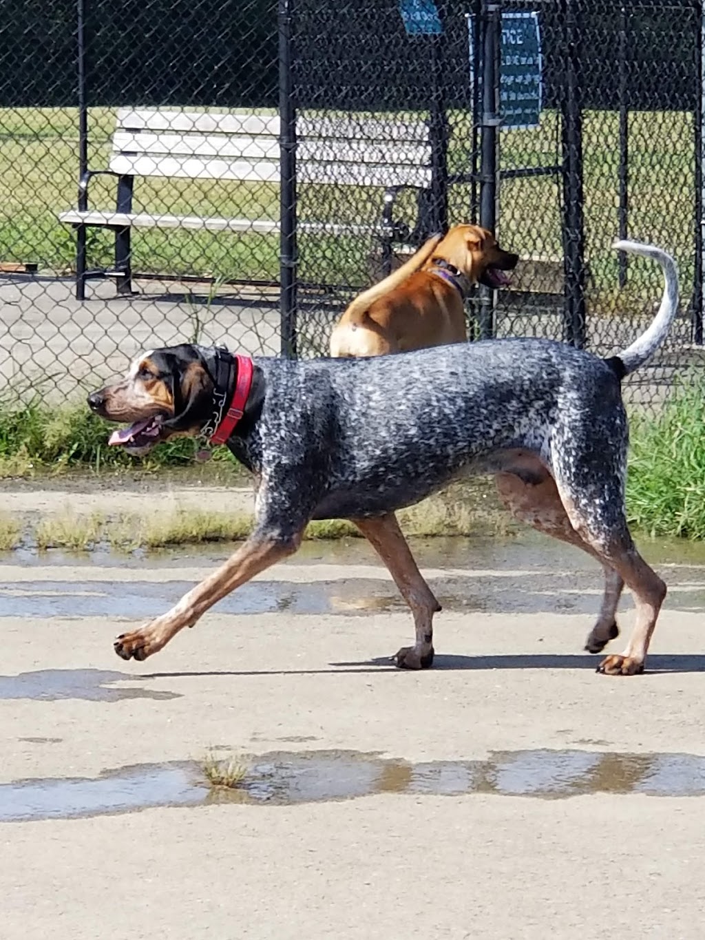 Vettiner Dog Park | Somer Rd, Louisville, KY 40299, USA | Phone: (502) 876-9416