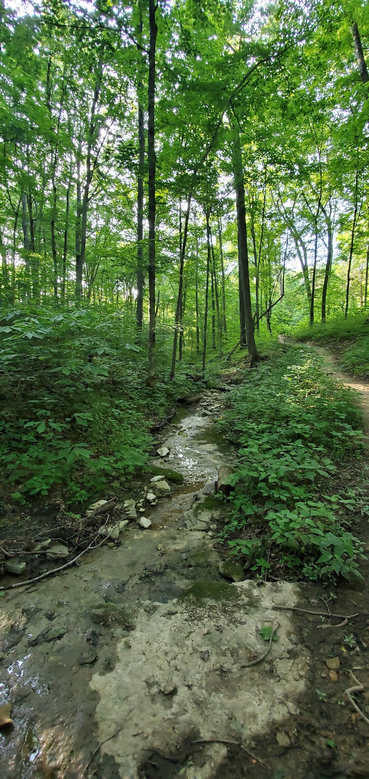 Limestone Gorge Trailhead | Louisville, KY 40299, USA | Phone: (502) 584-0350