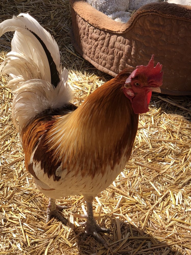 Jr Pony Parties | 1744 N Leonard Ln, Las Vegas, NV 89108, USA | Phone: (702) 631-4142