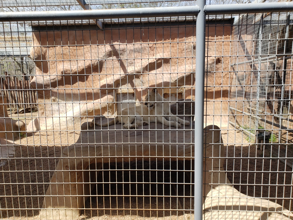 Animal World & Snake Farm Zoo | 5640 Interstate 35 S, New Braunfels, TX 78132, USA | Phone: (830) 608-9270