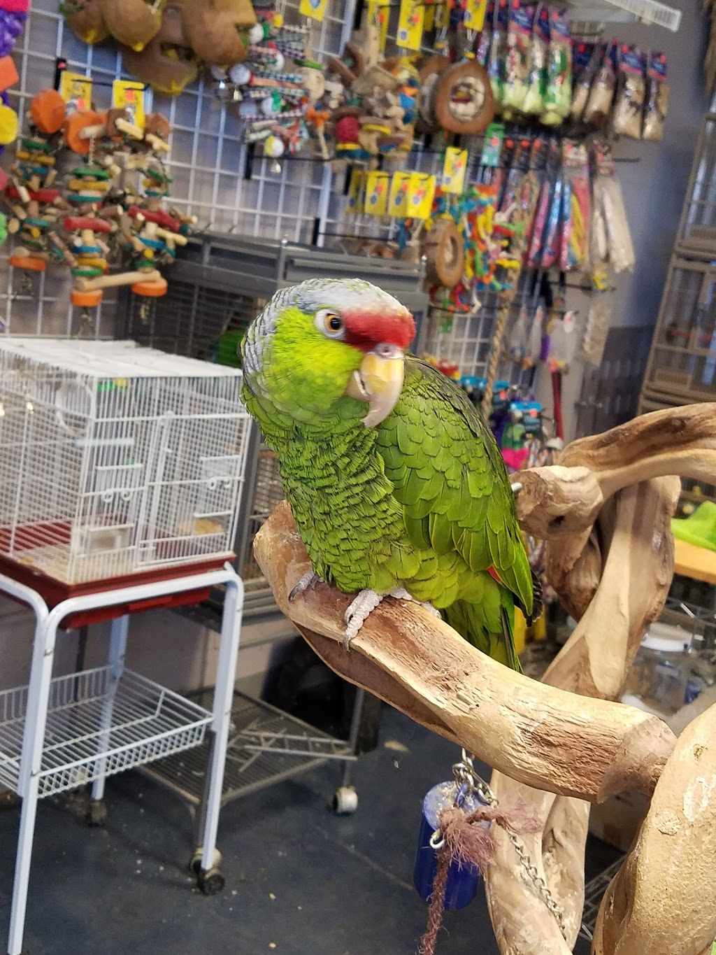 Parrots Nest And Pet Supplies | 4143 Richmond Rd, Irvine, KY 40336, USA | Phone: (859) 248-2584