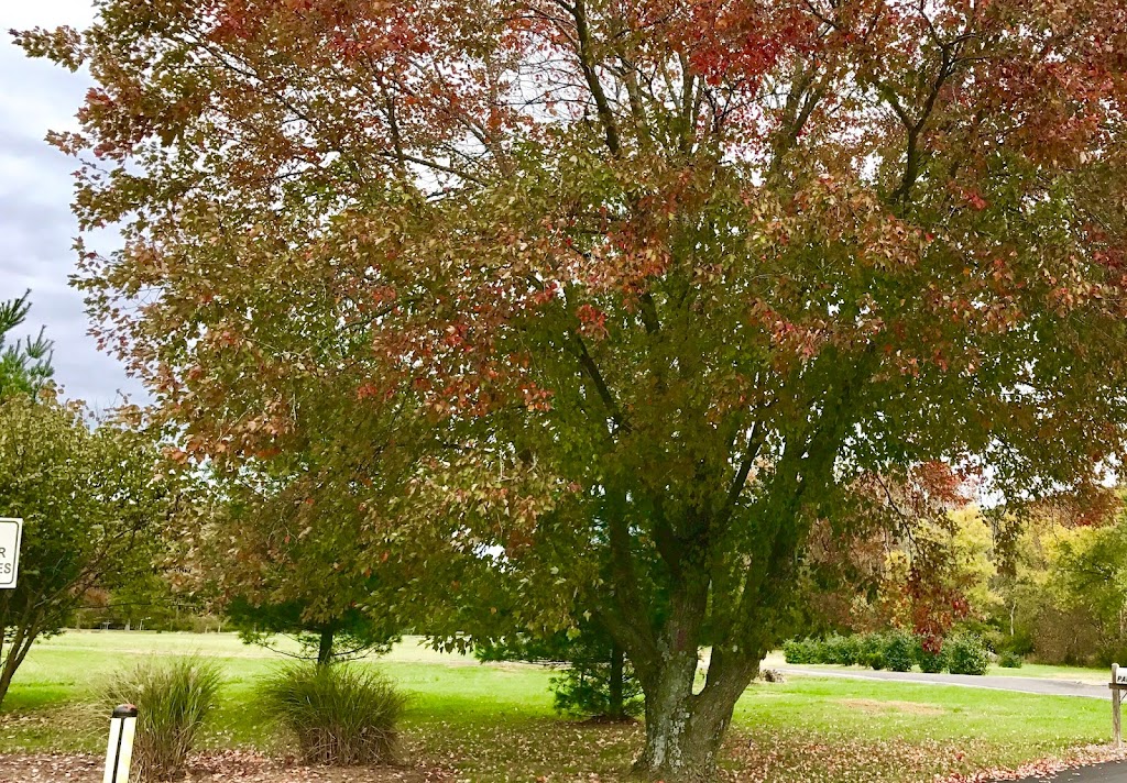 Western Greenway: Hamilton-Carr Trail | Unnamed Road 63038, Glencoe, MO 63038, USA | Phone: (636) 458-0440