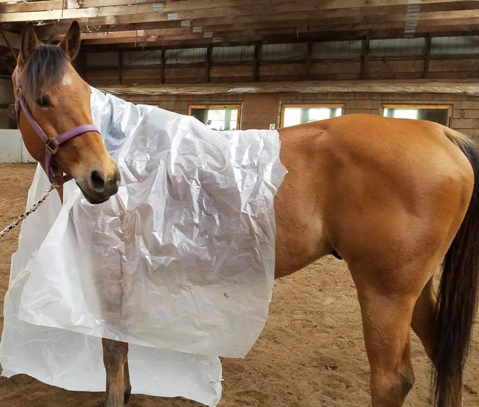 JHA Riding Academy | 5940 Veeder Rd, Slingerlands, NY 12159, USA | Phone: (518) 862-9151