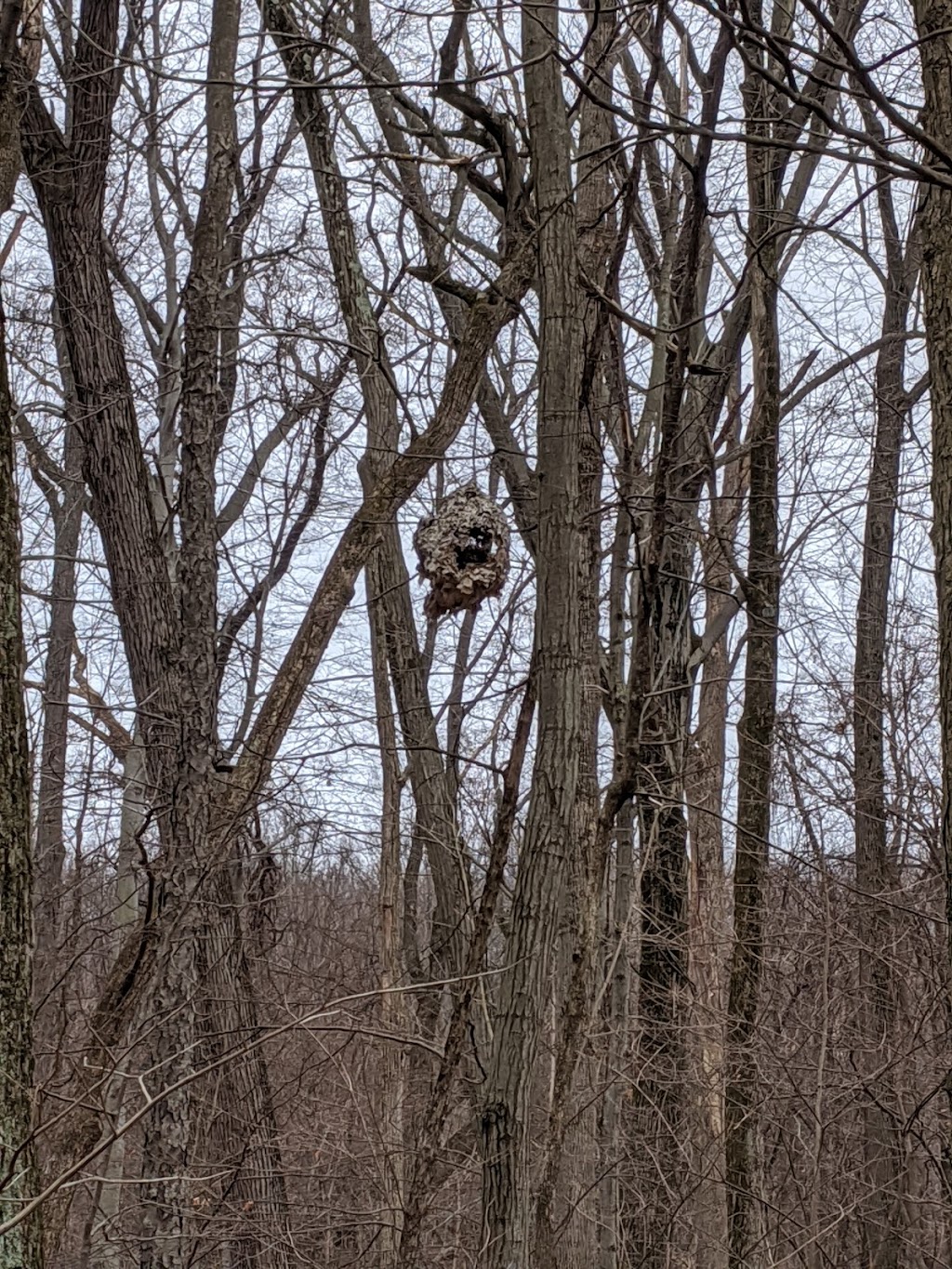 Edison Woods MetroPark | 10186 Ceylon Rd, Berlin Heights, OH 44814, USA | Phone: (419) 625-7783