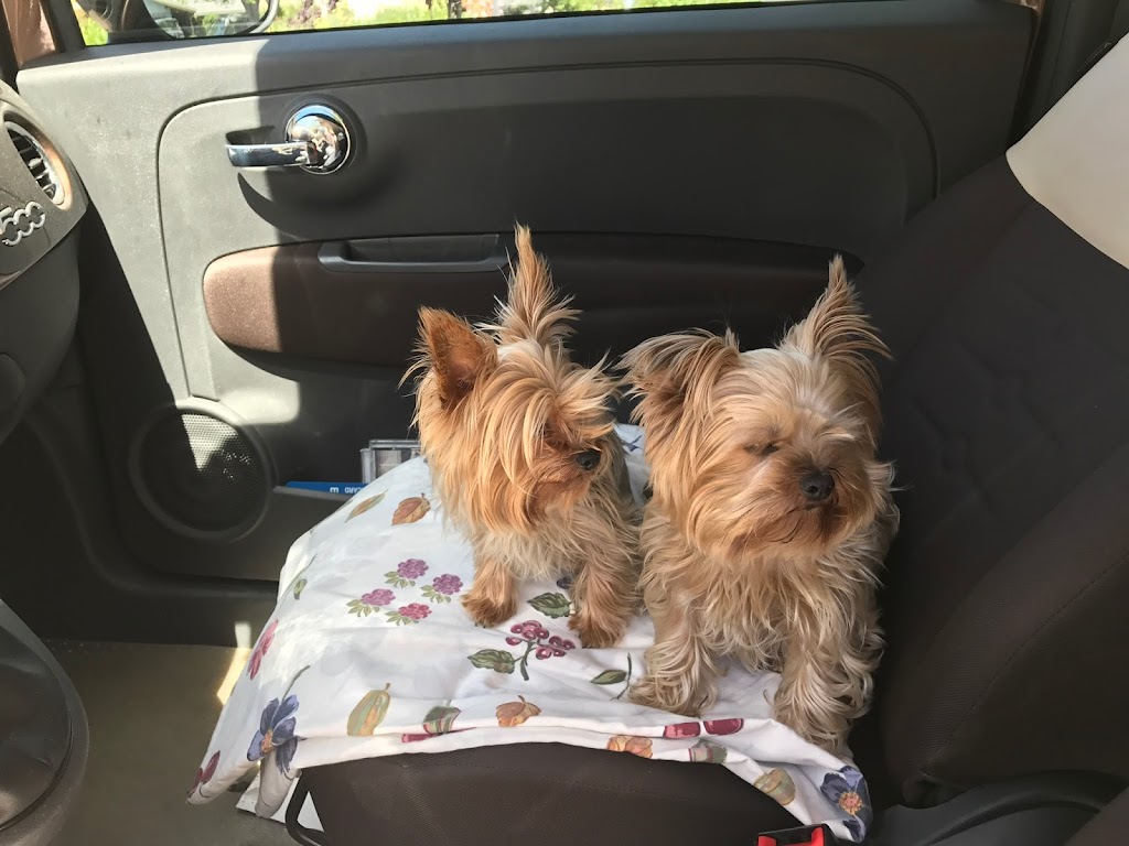 Tiny Yorkie Kisses | 7215 pleasant valley, Vacaville, CA 95688, USA | Phone: (707) 720-9042