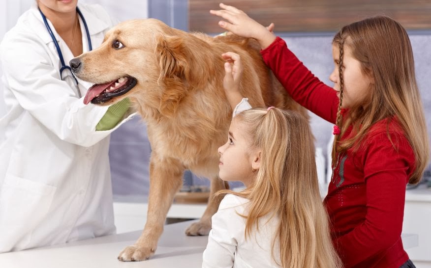 Emergency Veterinary Hospital | 5245 Jackson Rd STE E, Ann Arbor, MI 48103, USA | Phone: (734) 369-6446