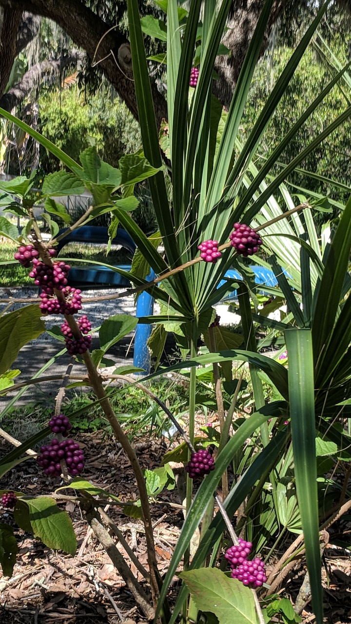 Bayview Park | 3035 Gulf to Bay Blvd, Clearwater, FL 33759, USA | Phone: (727) 562-4800