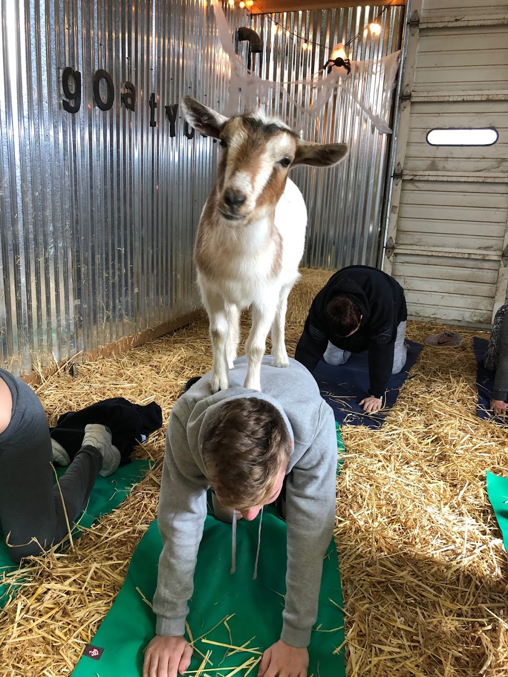 Original Goat Yoga- Oregon City OR | 17531 S Henrici Rd, Oregon City, OR 97045, USA | Phone: (888) 992-4628