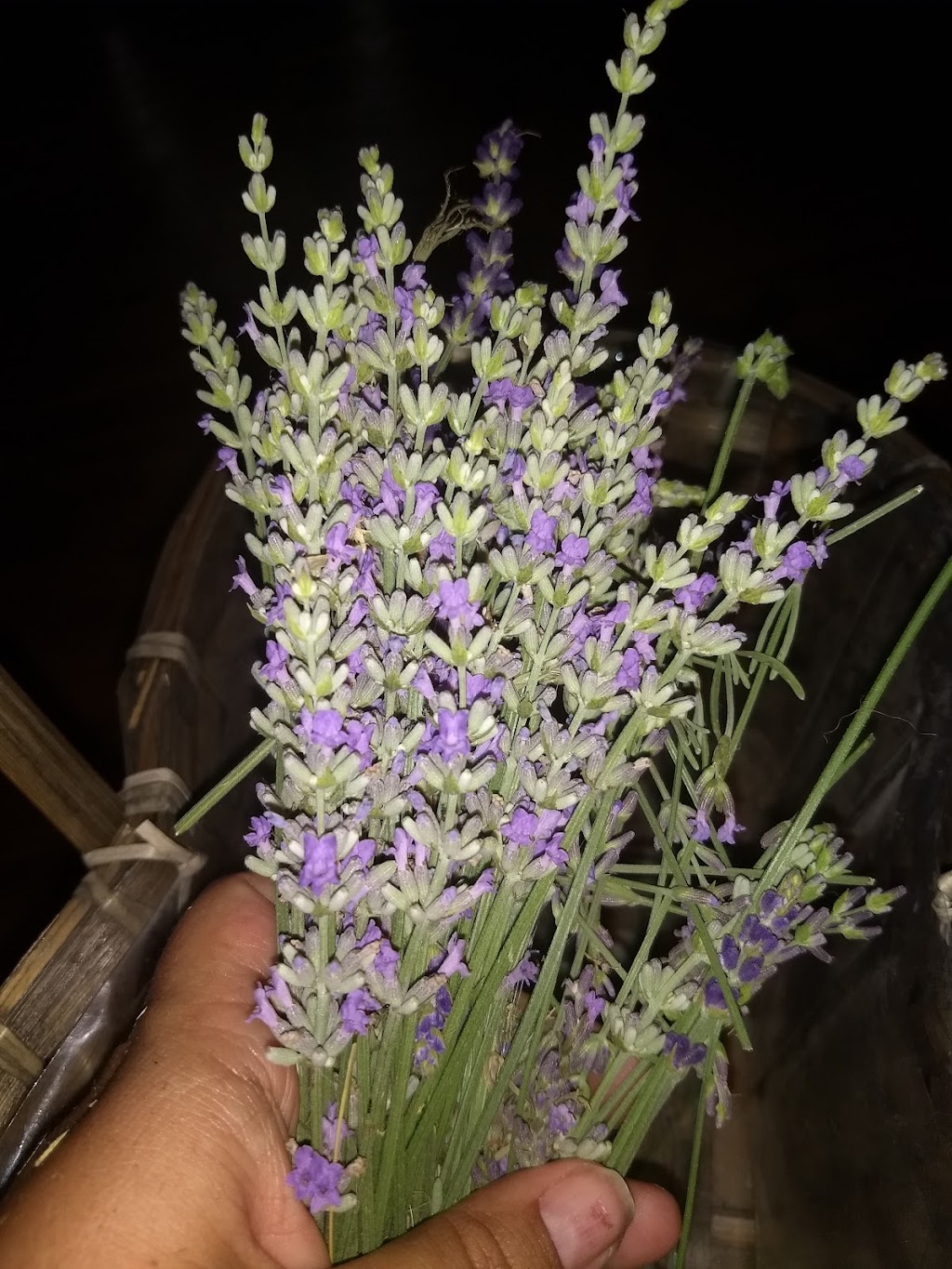 Litha Lavender Farm | 427 NW 1601st Rd, Kingsville, MO 64061, USA | Phone: (816) 389-1223