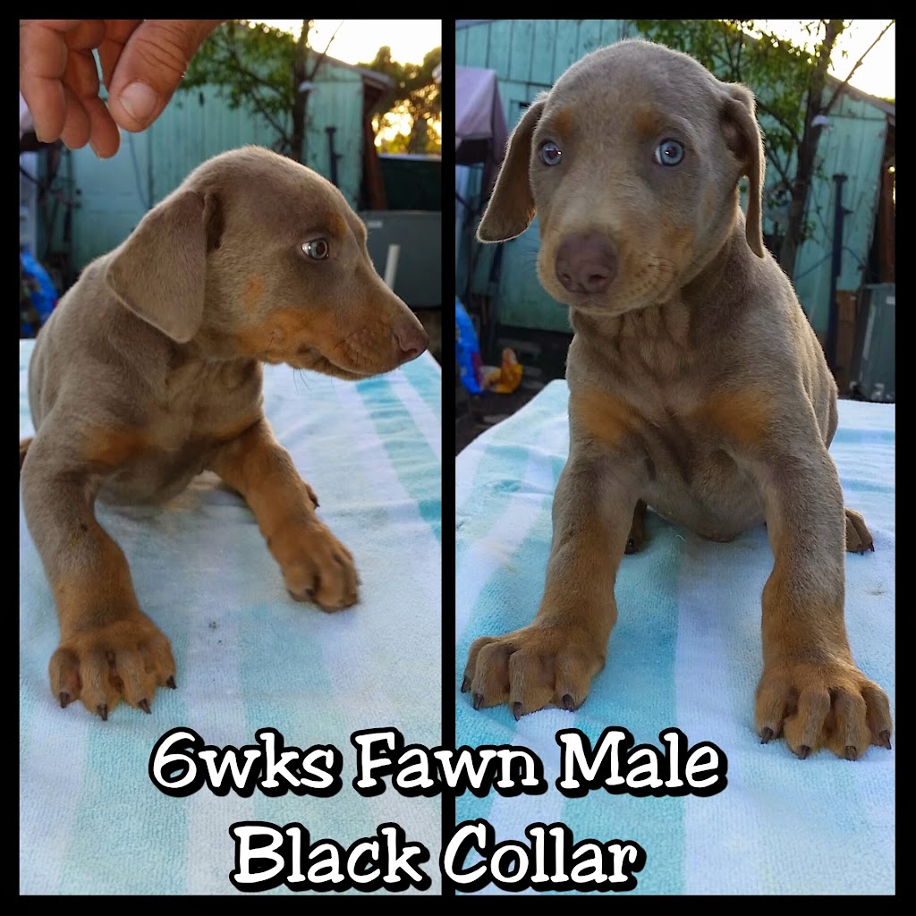 Doberman Pinscher Kennel | 15754 SW 300th Terrace, Homestead, FL 33033, USA | Phone: (305) 812-7227