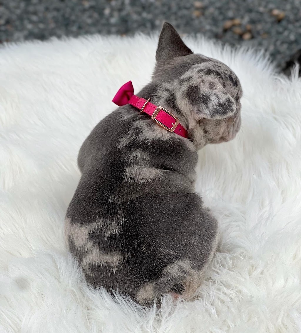 Puppy Love Florida | 773 NW 170th Terrace, Pembroke Pines, FL 33028, USA | Phone: (954) 706-1152