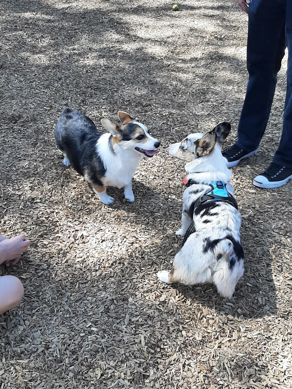 RRUFF Dog Park | 5480 5th St, Rocklin, CA 95677 | Phone: (415) 806-2778