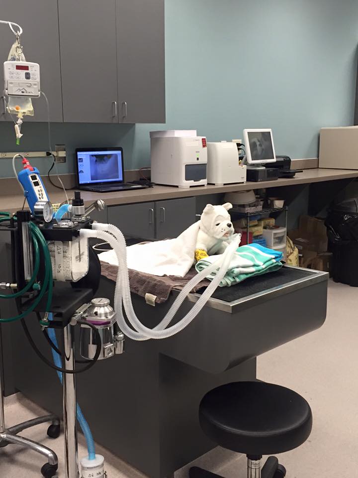 Harmony Animal Hospital | 4280 Hickory Flat Hwy #112, Canton, GA 30115, USA | Phone: (770) 213-3551