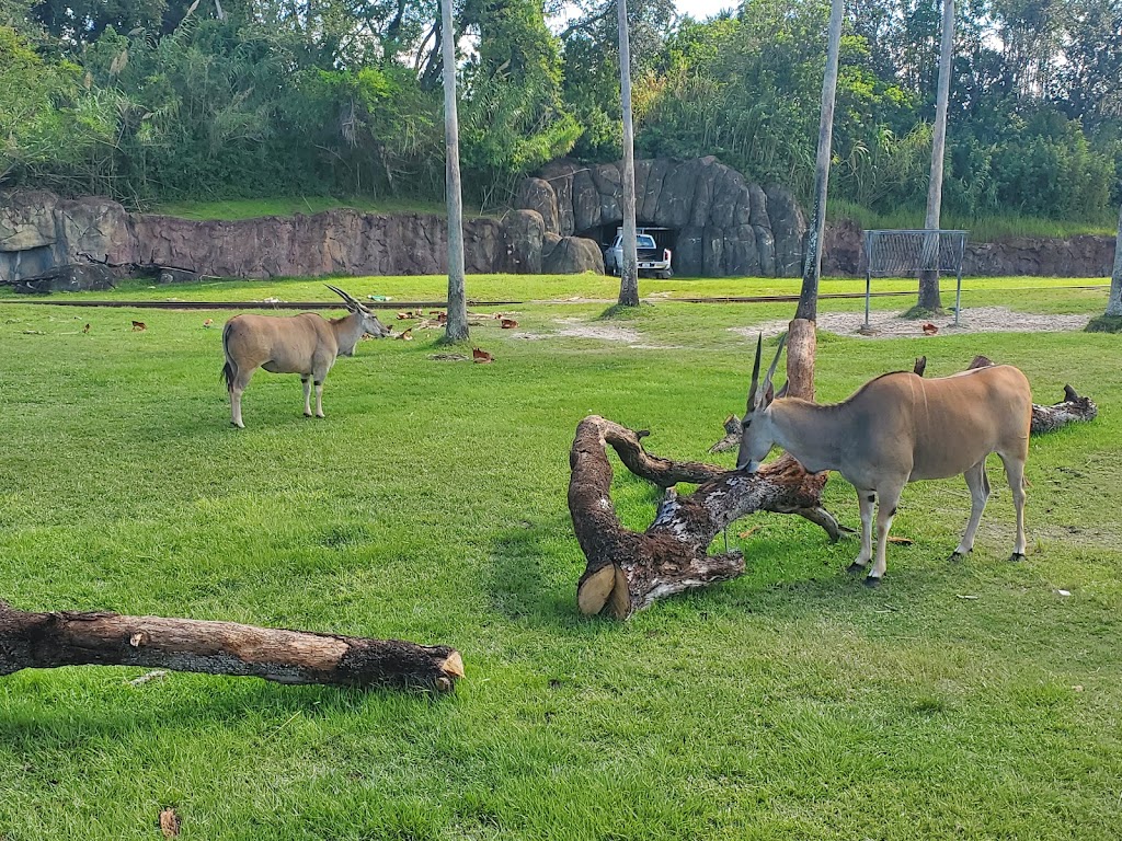 Serengeti Safari | 10165 McKinley Dr, Tampa, FL 33612, USA | Phone: (813) 884-4386