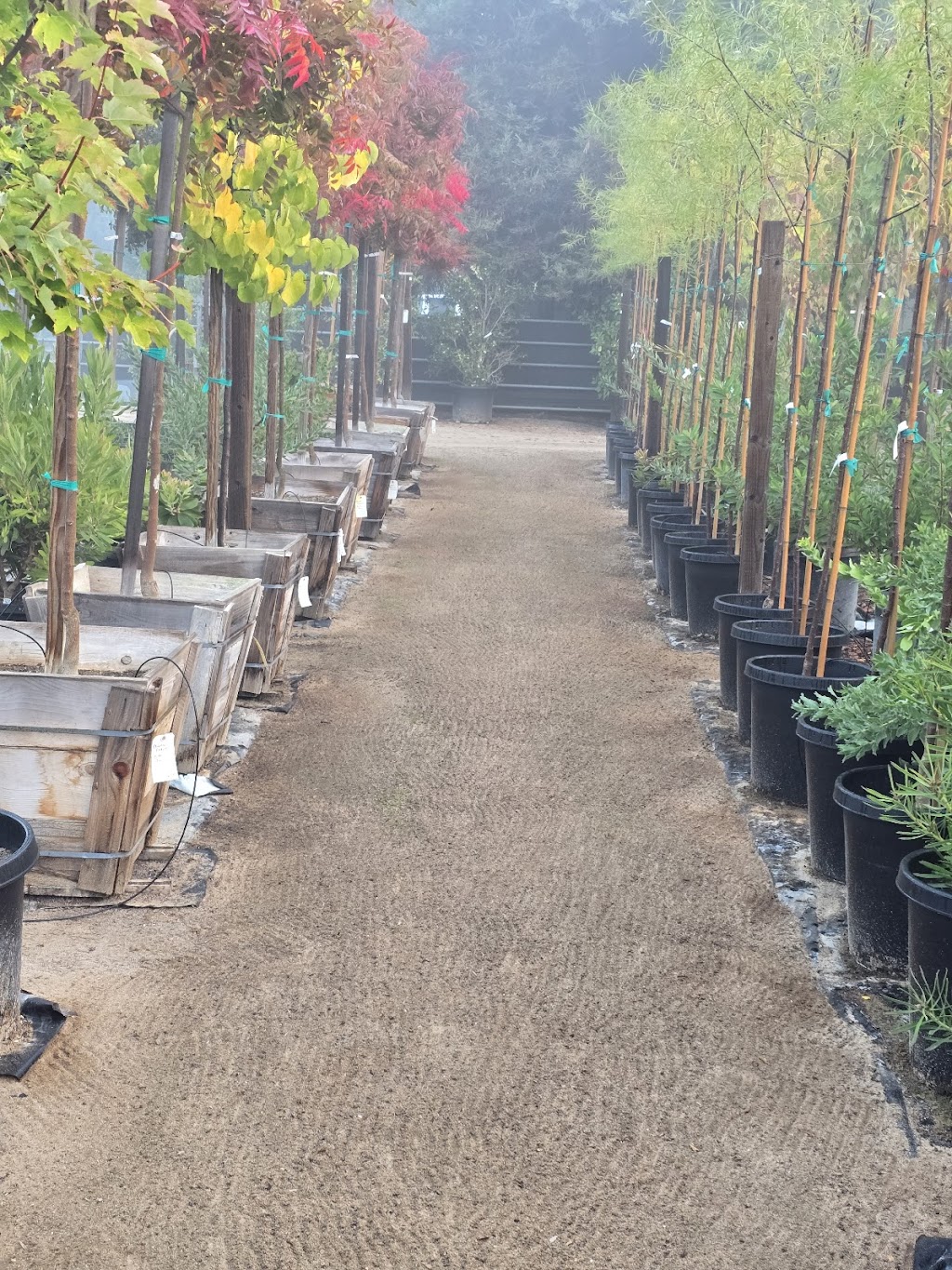 Koi Kings | 8397 Bell Dr, Atwater, CA 95301, USA | Phone: (209) 325-9812