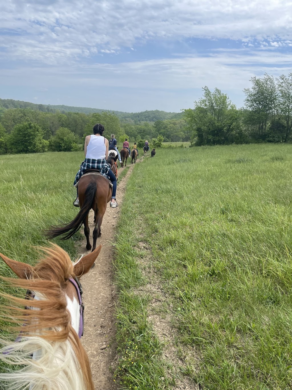 Natchez Trace Stables | 6691 Lick Creek Rd, Primm Springs, TN 38476, USA | Phone: (931) 682-3706