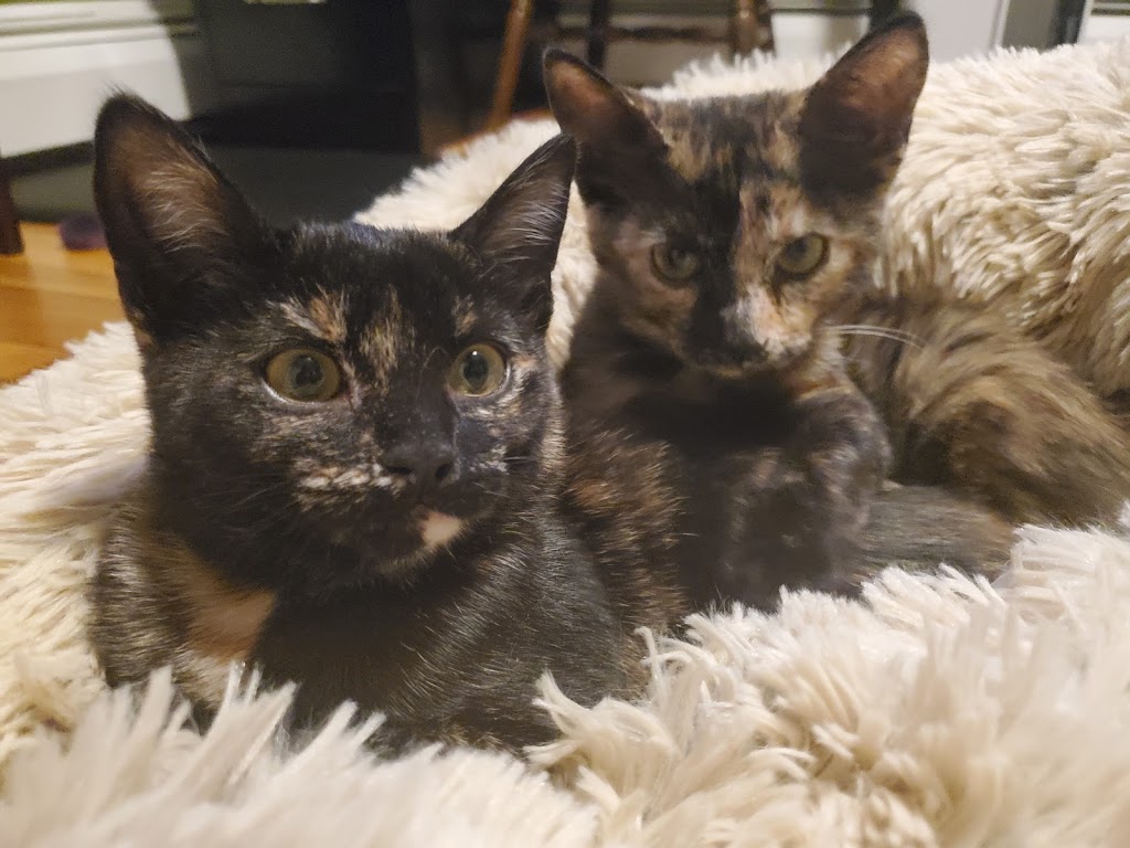 DaVita Renal Center Of Carrollton | 4240 International Pkwy Ste 158, Carrollton, TX 75007, USA | Phone: (866) 544-6741