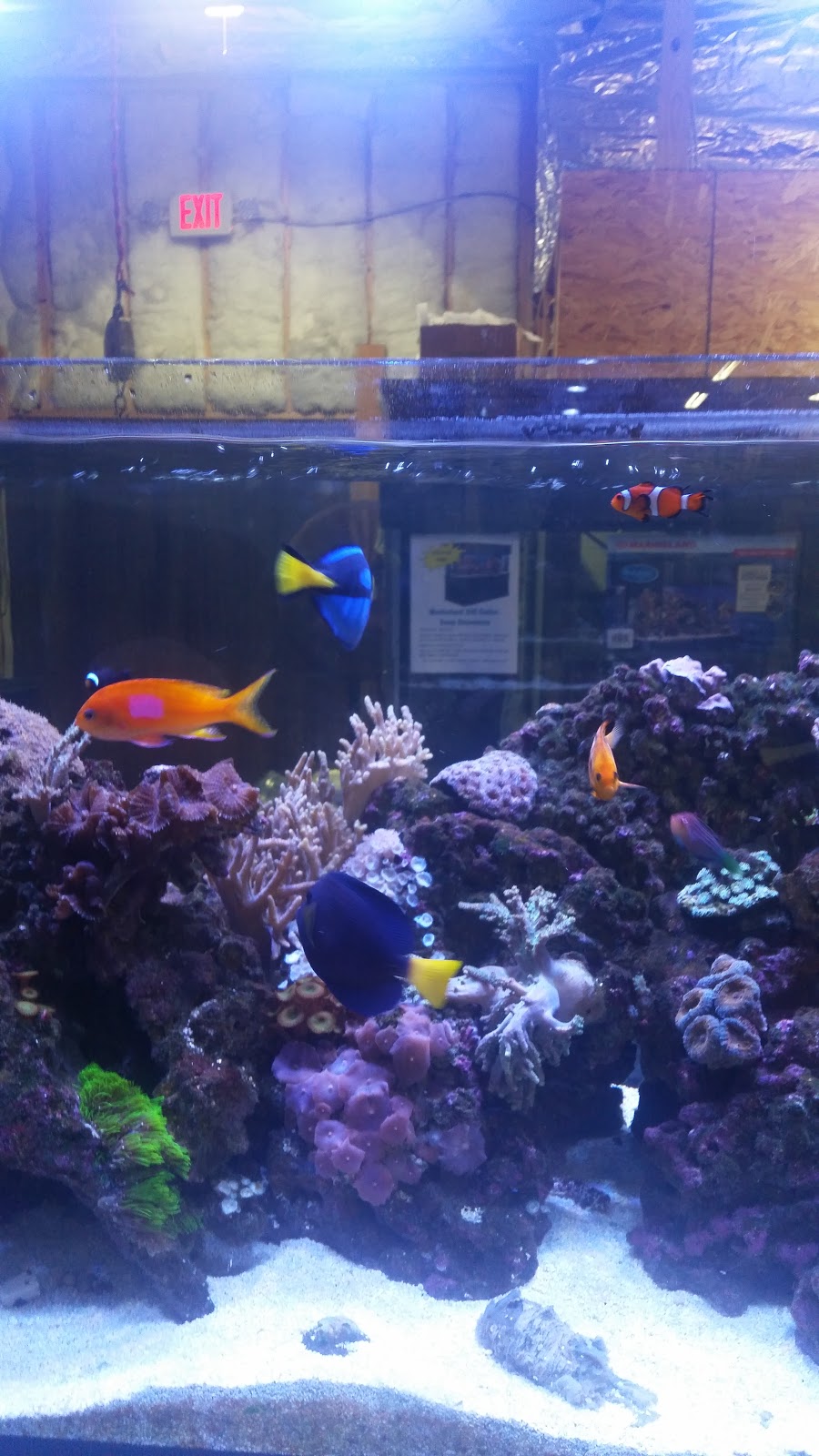 Aquatics Galore LLC | 515 W Funderburg Rd, Fairborn, OH 45324, USA | Phone: (937) 422-0478