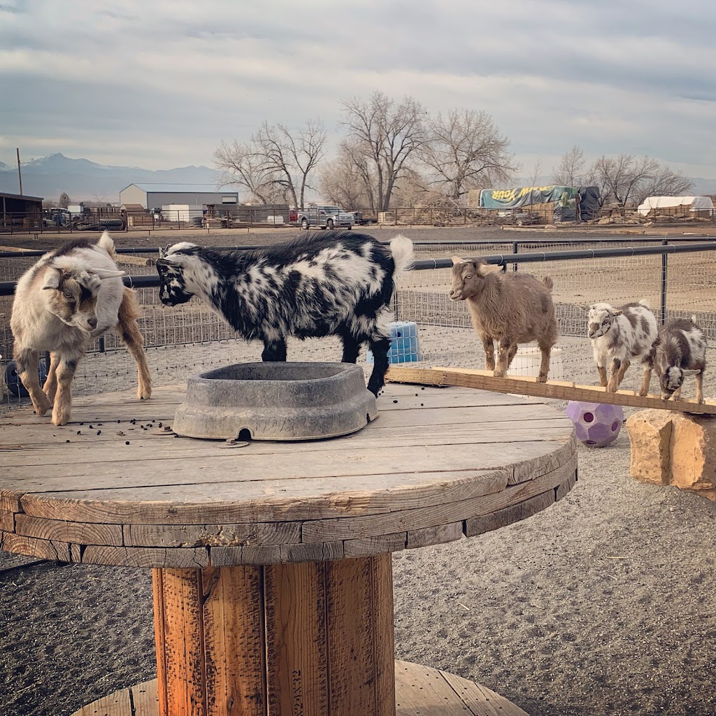 Lil Buckaroos Petting Zoo | 4738 Co Rd 5, Erie, CO 80516, USA | Phone: (303) 870-5106