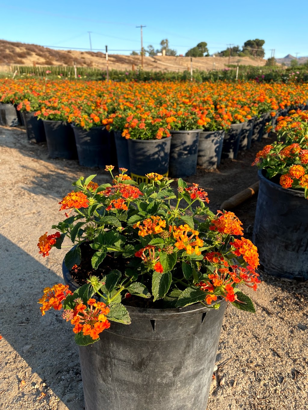 Southern Hill Nursery, Inc | 31730 Sage Rd, Hemet, CA 92544, USA | Phone: (951) 767-1011