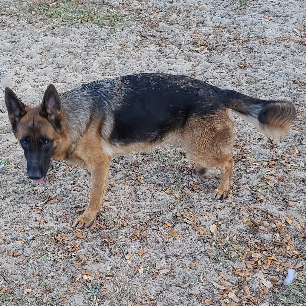 Das Fellrakete Kennels German shepherd breeder | 2800 Watkins Rd, Haines City, FL 33844 | Phone: (407) 579-9481