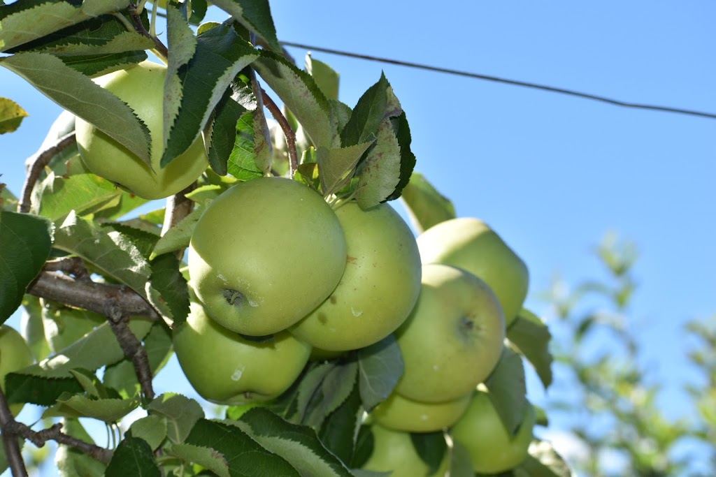 Belkin Family Lookout Farm - U-Pick Fruit, Dining & Market | 89 Pleasant St S, Natick, MA 01760, USA | Phone: (508) 745-3697