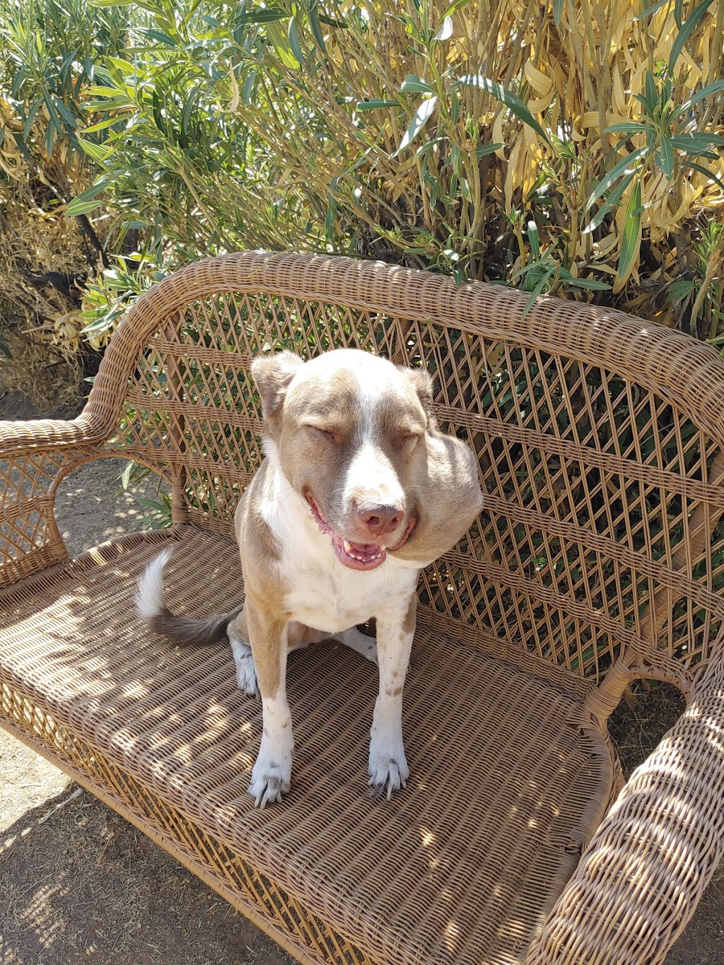 North Kenilworth Veterinary Care | 342 W McDowell Rd, Phoenix, AZ 85003, USA | Phone: (602) 374-3091