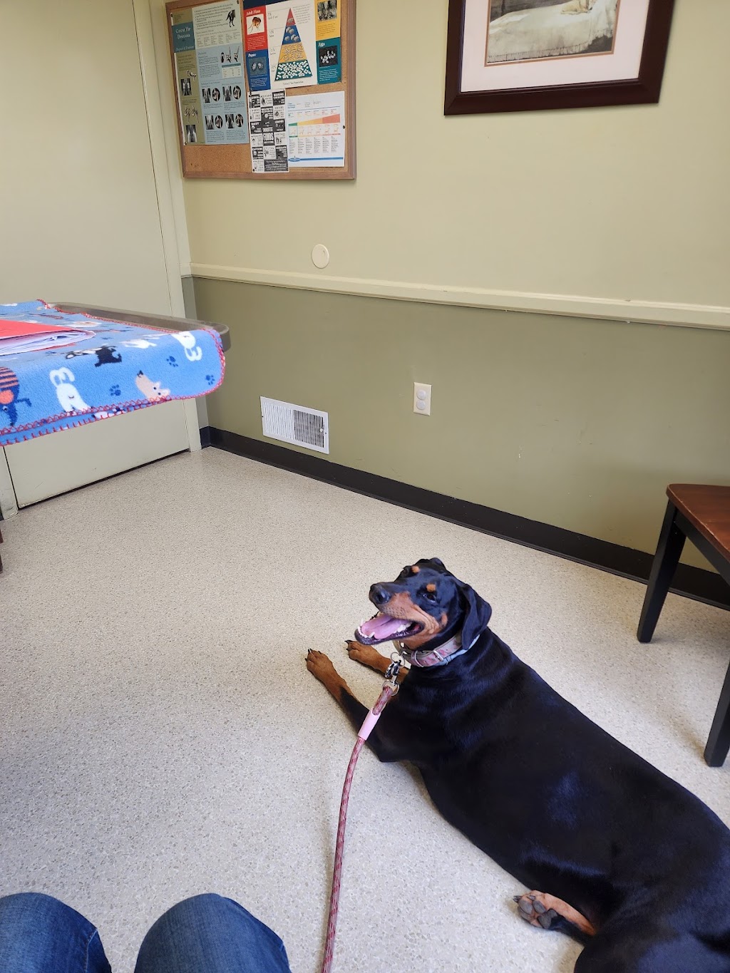 Shrewsbury Veterinary Clinic | 85 E Forrest Ave, Shrewsbury, PA 17361, USA | Phone: (717) 235-6846