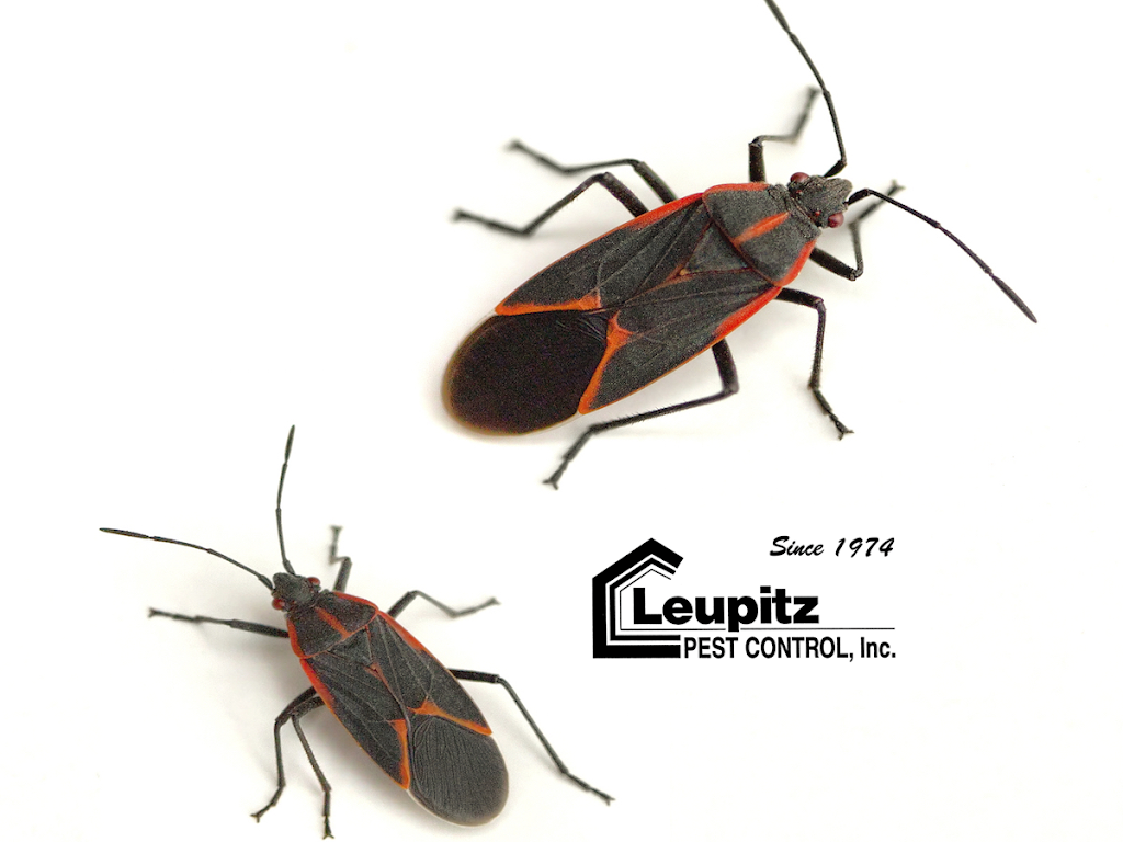 Leupitz Pest Control, Inc. | 3760 Brooklake Rd NE, Salem, OR 97303, USA | Phone: (503) 463-0405