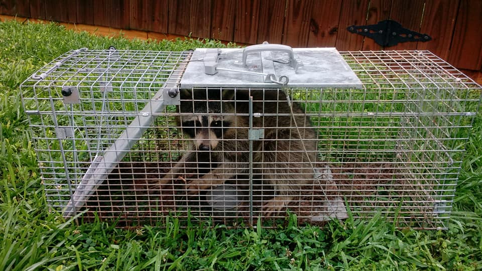 All About Animals NC - Squirrel Removal & Wildlife Removal | 633 E Border Rd, Rock Hill, SC 29730, USA | Phone: (803) 579-1530