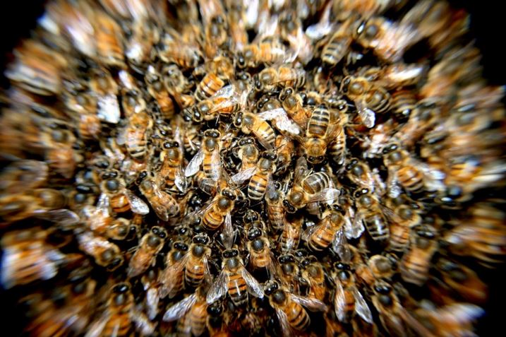 Allnone Pest Eliminators | 917 Sunset Dr, Antioch, CA 94509, USA | Phone: (800) 430-3778