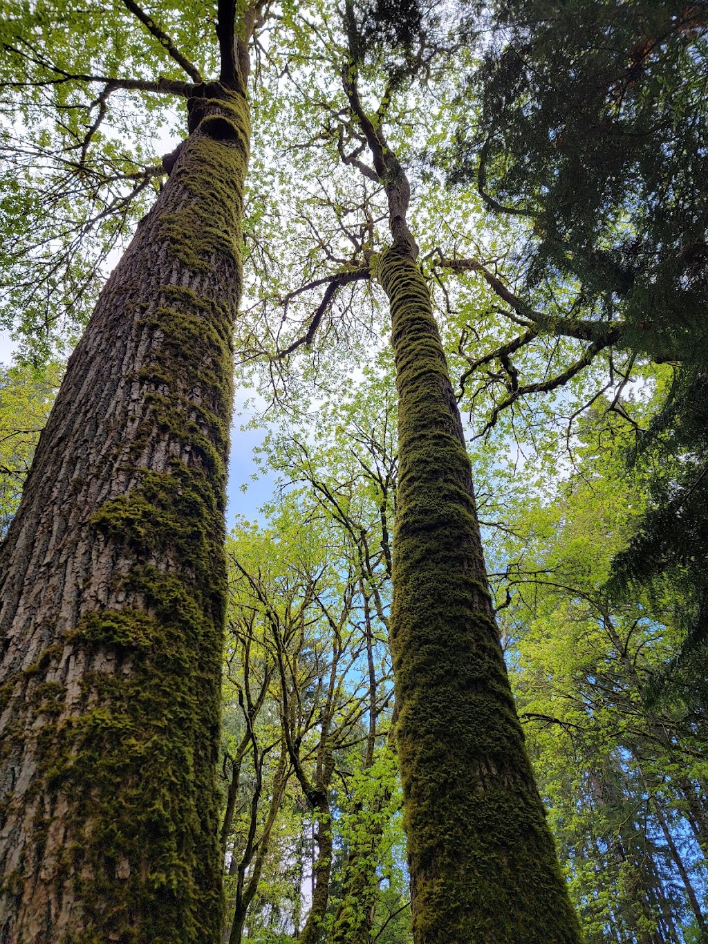 Poulsbo Wilderness Trail | 18943 Caldart Ave NE, Poulsbo, WA 98370, USA | Phone: (360) 779-9898