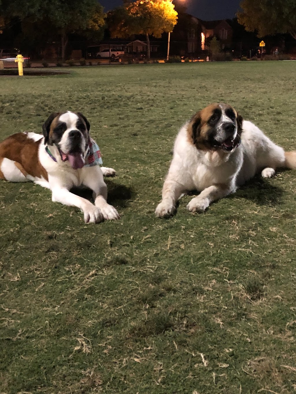 Barney Wood Bark Park | 14090 Heartside Pl, Farmers Branch, TX 75234, USA | Phone: (972) 247-4607