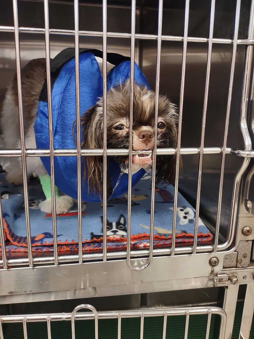 A W Animal Hospital | 24189 Chernick St, Taylor, MI 48180, USA | Phone: (313) 295-2270