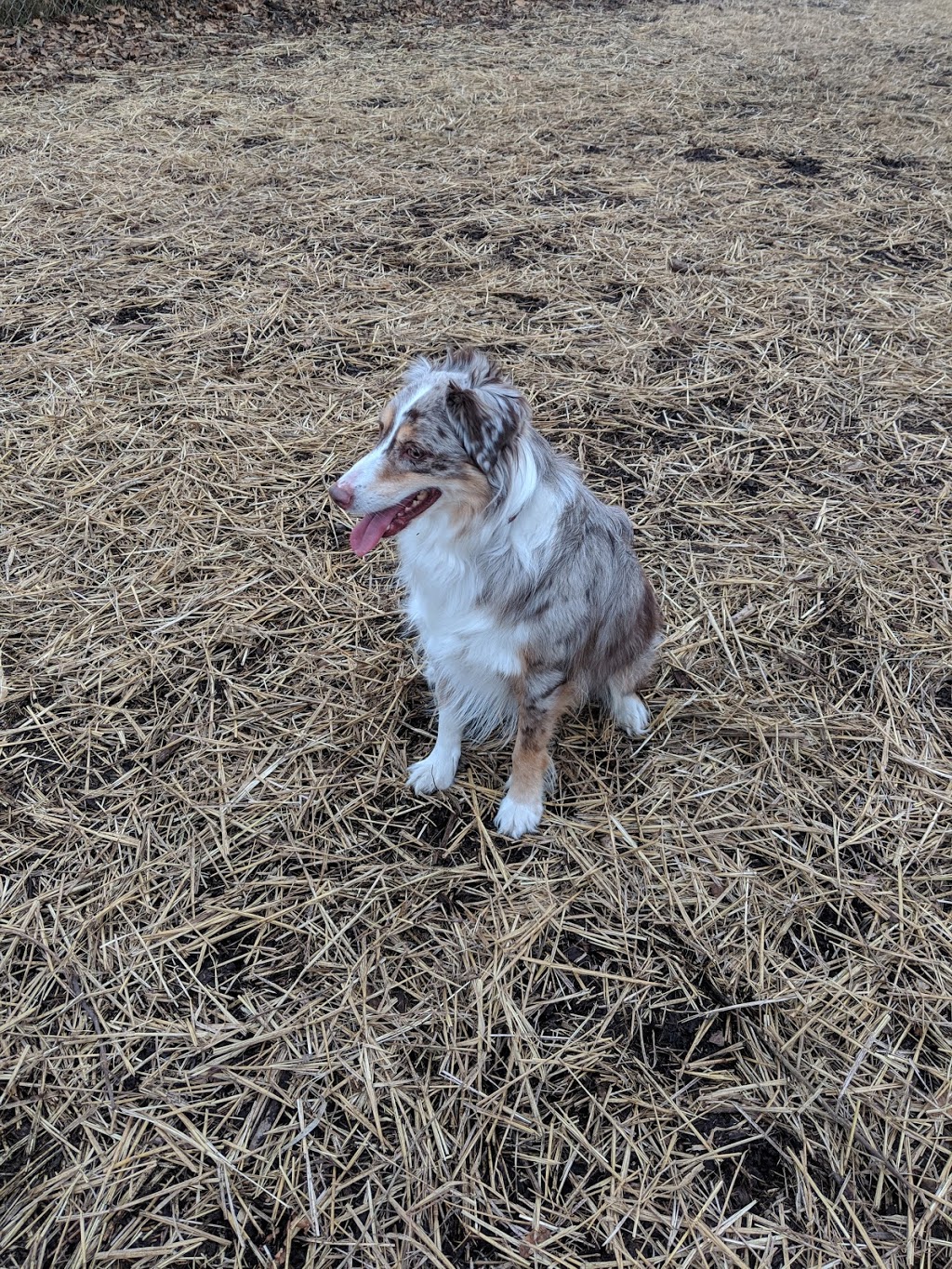 Bernard Dog Run | Hazelwood Trail, Pittsburgh, PA 15201, USA | Phone: (412) 913-0744