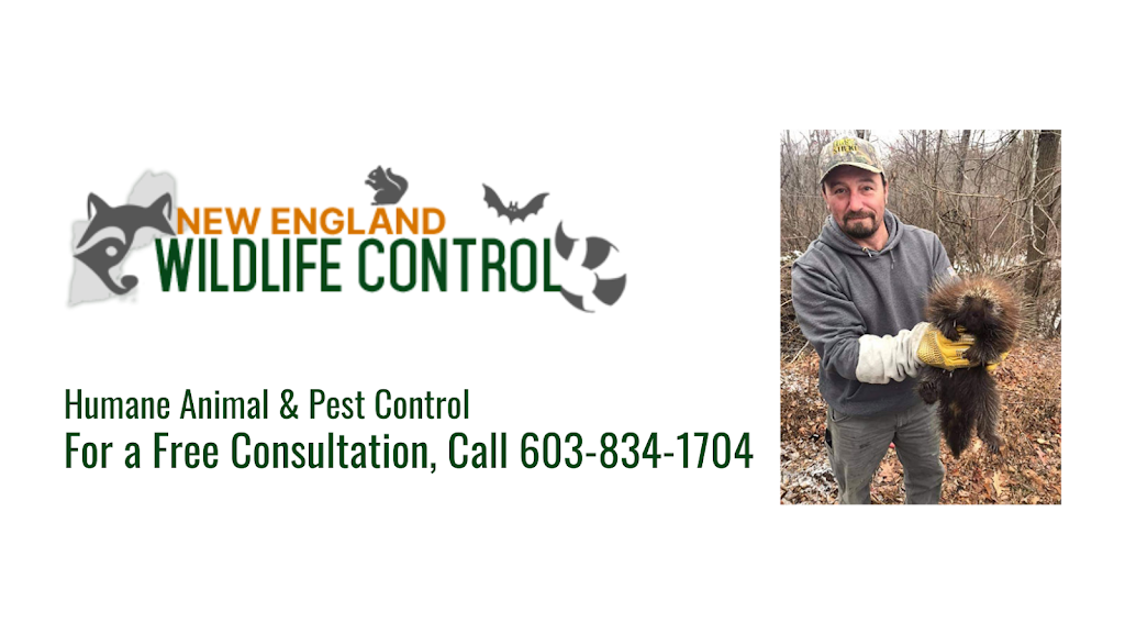 New England Wildlife Control | 85 Millville Cir, Salem, NH 03079, USA | Phone: (603) 834-1704