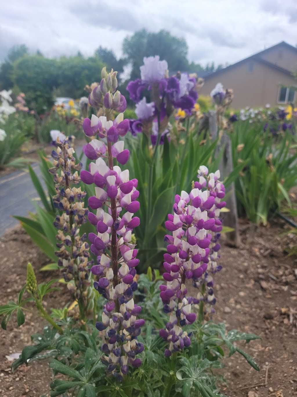 JoAnns Iris Garden | 1325 N Hesse Ln, Eagle, ID 83616, USA | Phone: (208) 230-0769