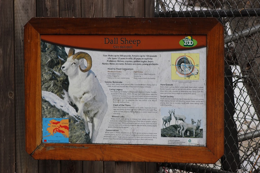 Dall Sheep Exhibit | Anchorage, AK 99507, USA | Phone: (907) 346-2133