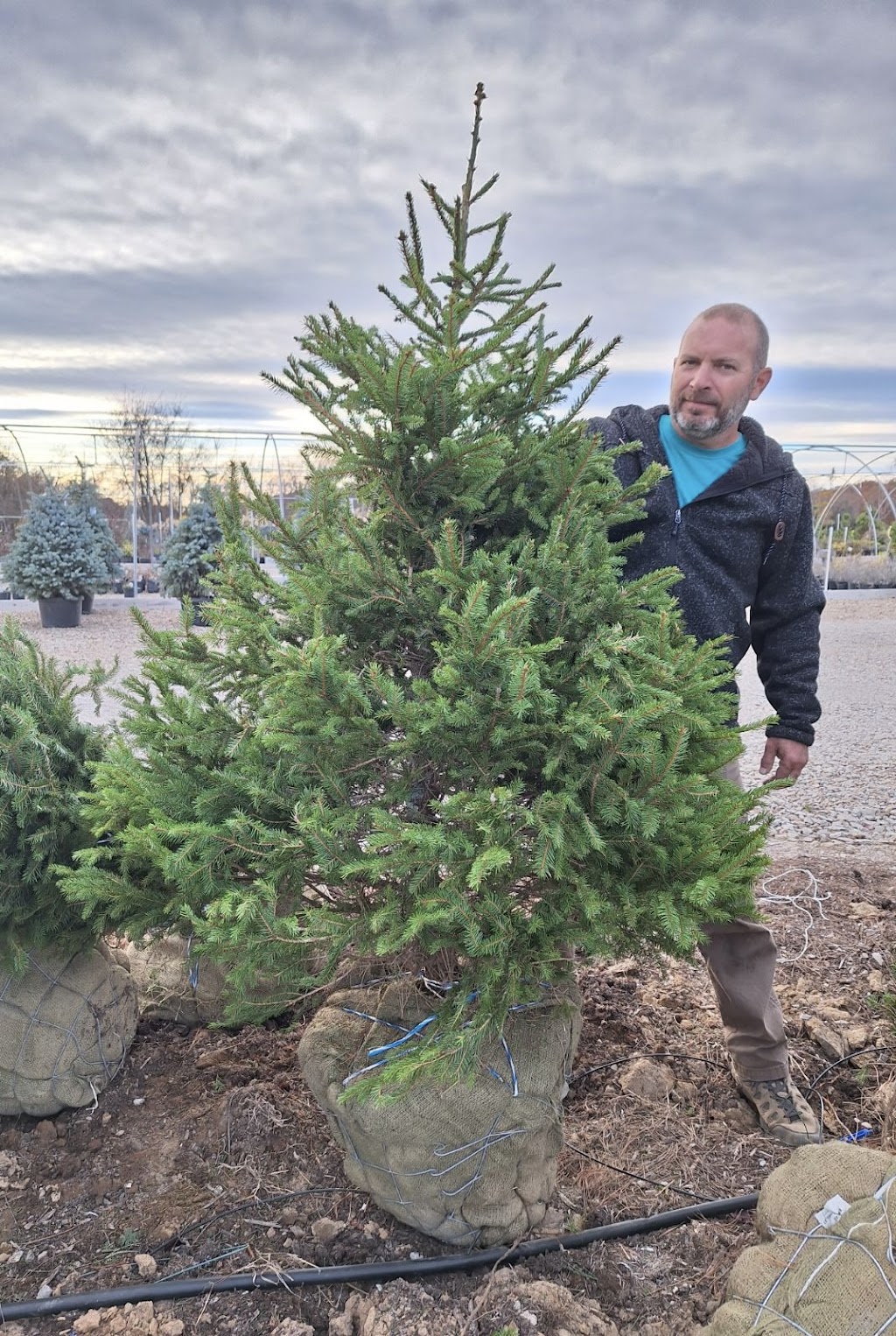 Ben’s Nursery & Landscape Supply | 4756 Hwy Y, Valles Mines, MO 63087, USA | Phone: (573) 315-7047