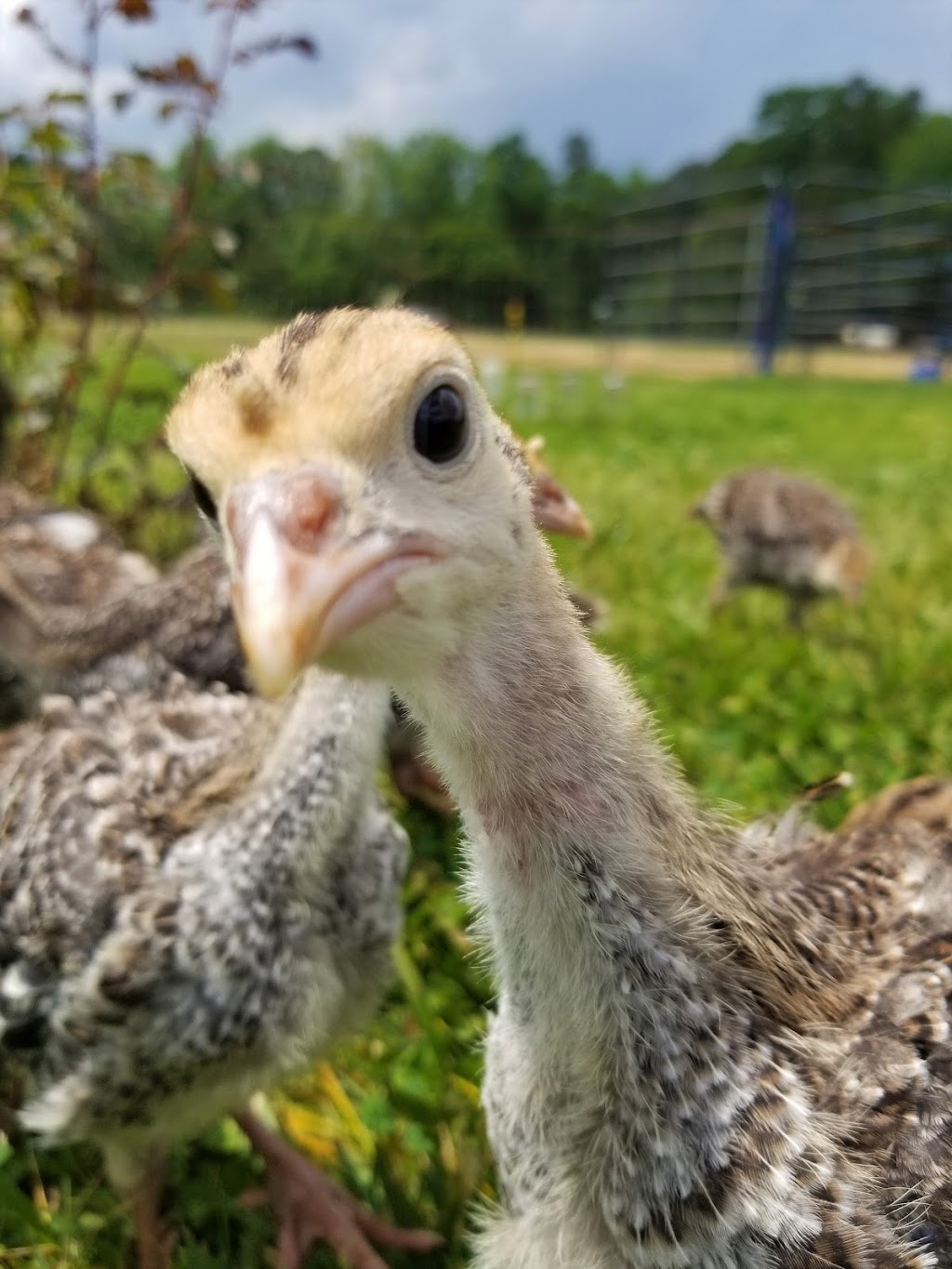 Bull City Farm | 5315 Isham Chambers Rd, Rougemont, NC 27572, USA | Phone: (919) 477-6684